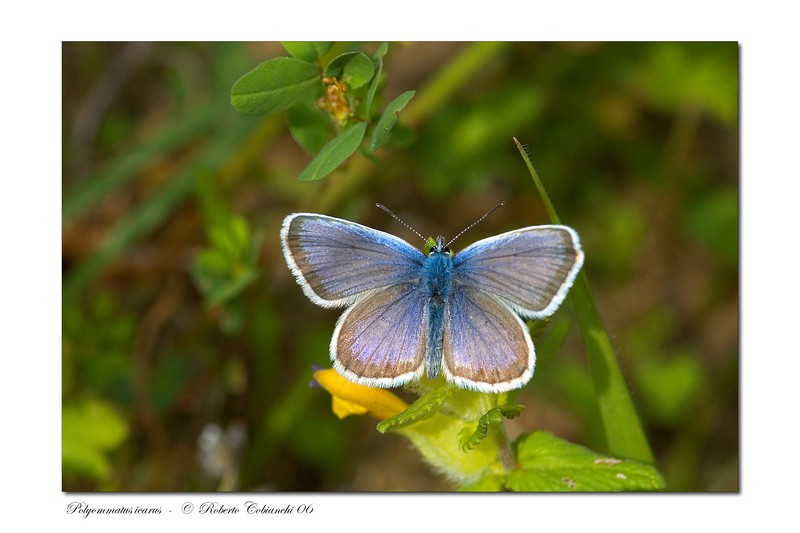 Noctuidae, Pieris brassicae, Polyommatus icarus